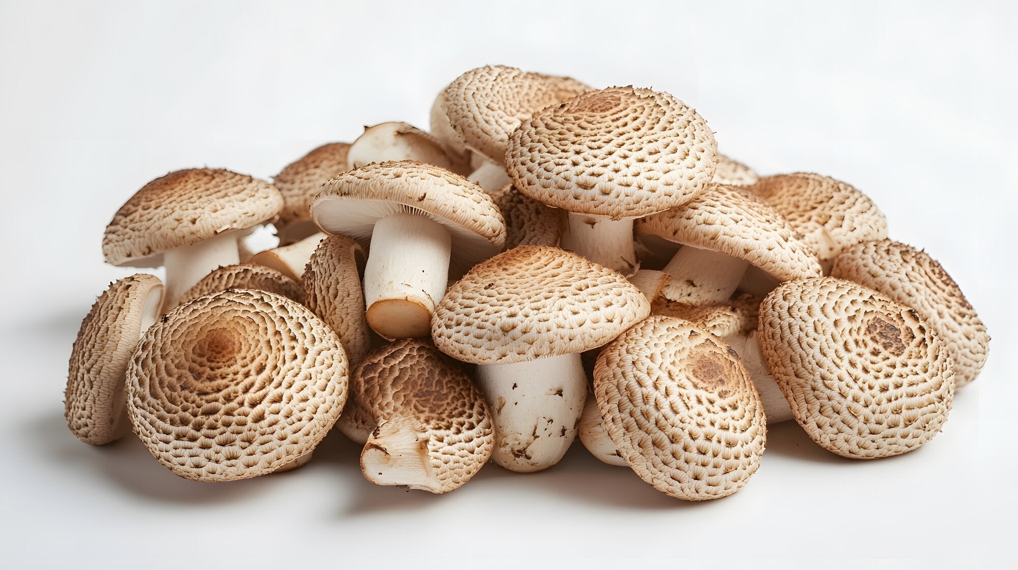 Funghi Agaricus blazei freschi su sfondo chiaro