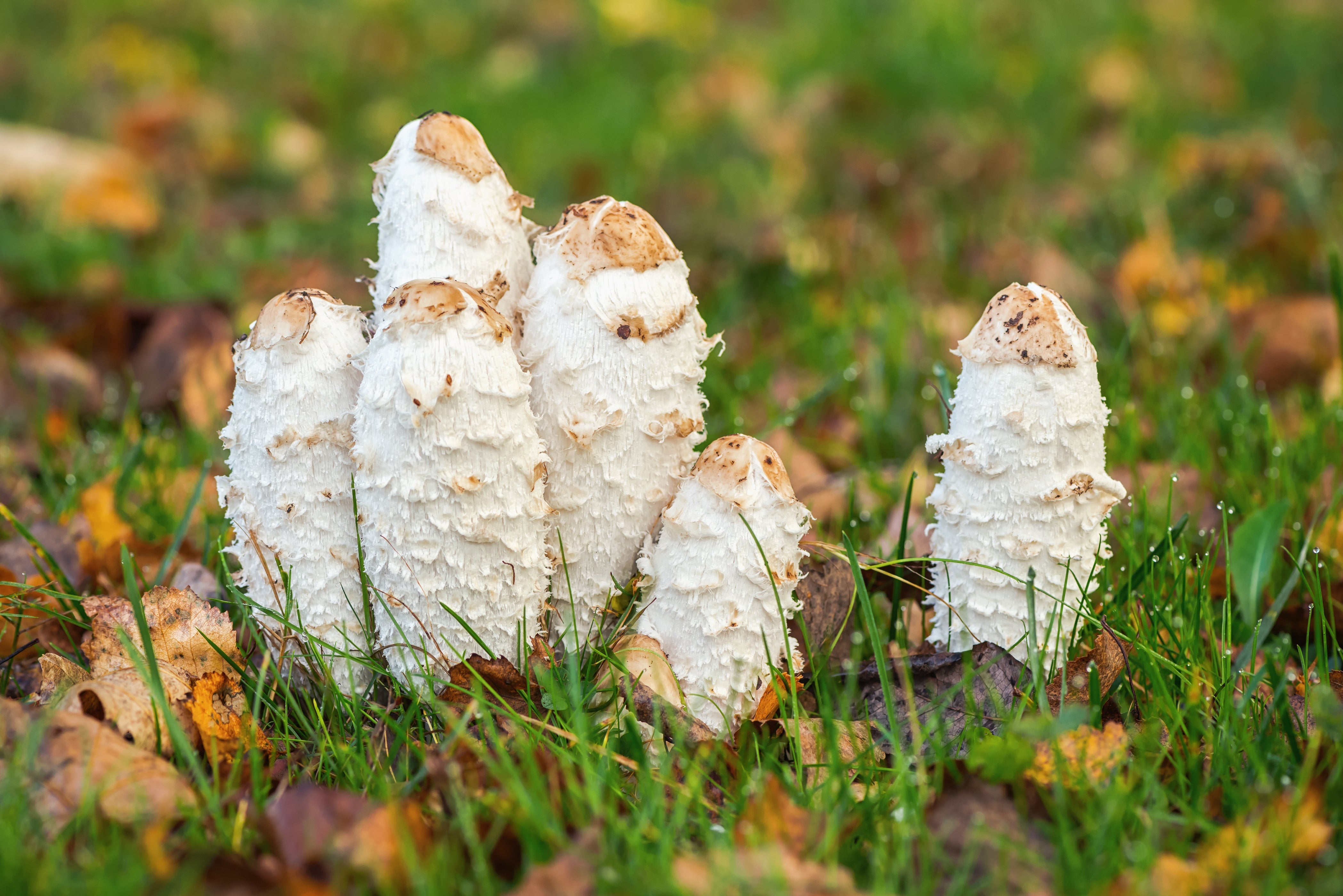 Esemplari di Coprino (Coprinus comatus) che crescono in un prato