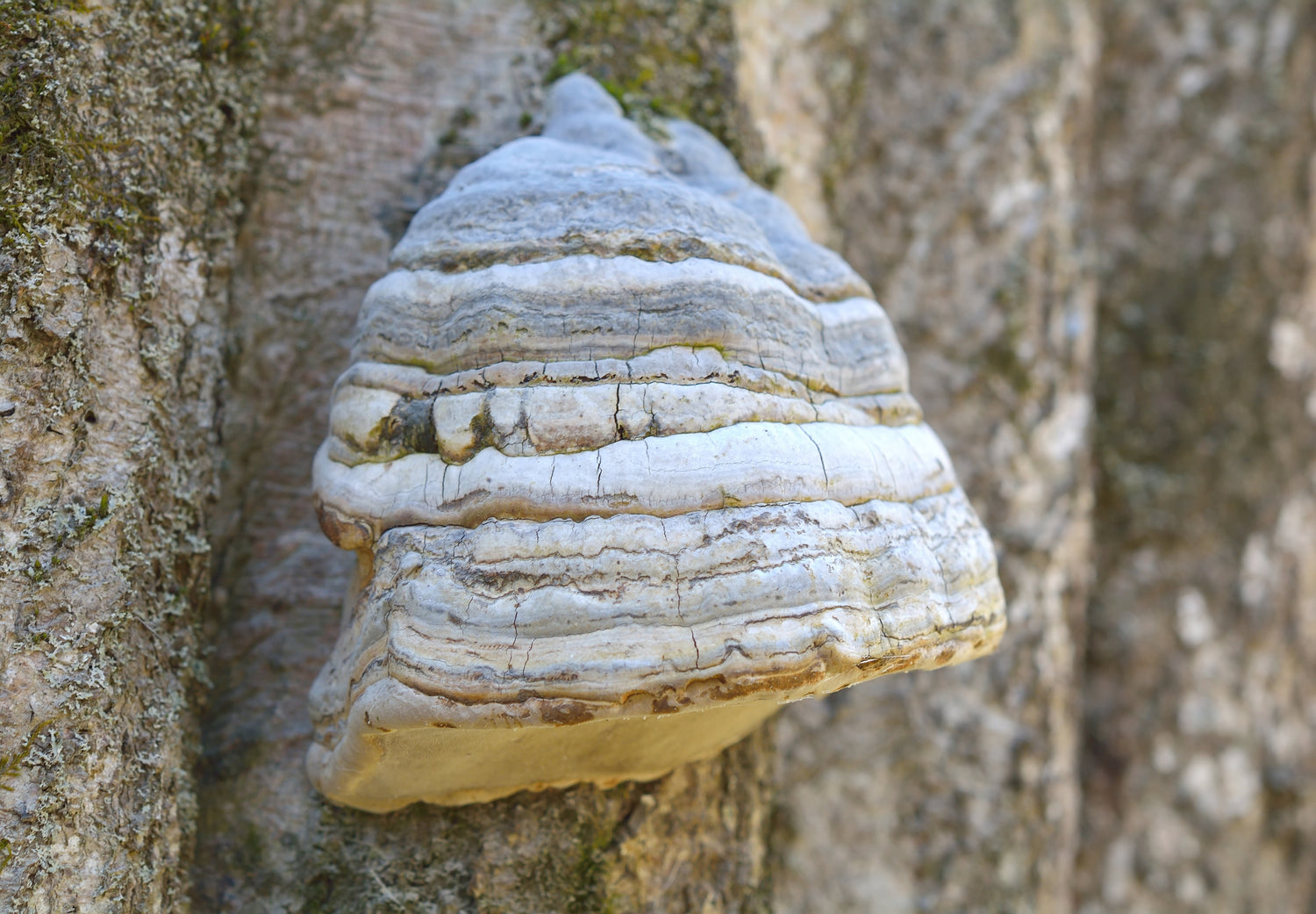 Agarikon (Fomes fomentarius): Proprietà e Ricerche Scientifiche - Virtus Mushroom