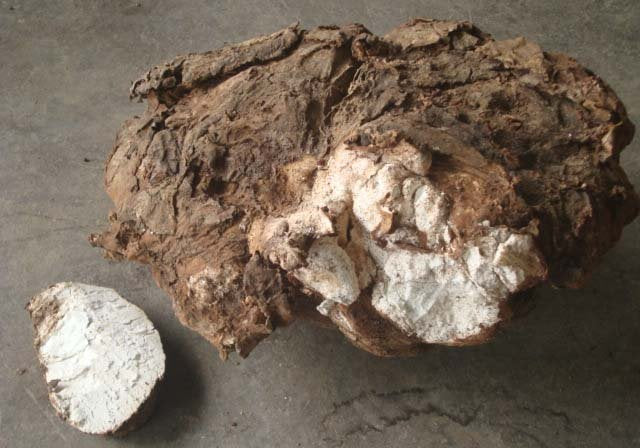 Poria cocos (Fu Ling): Proprietà e Ricerche Scientifiche - Virtus Mushroom