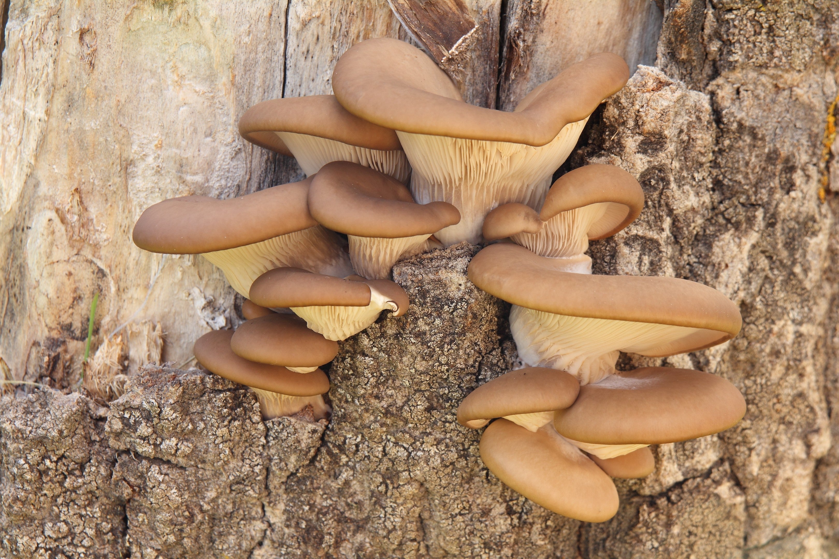 Pleurotus ostreatus (Fungo Ostrica): Proprietà e Ricerche Scientifiche - Virtus Mushroom