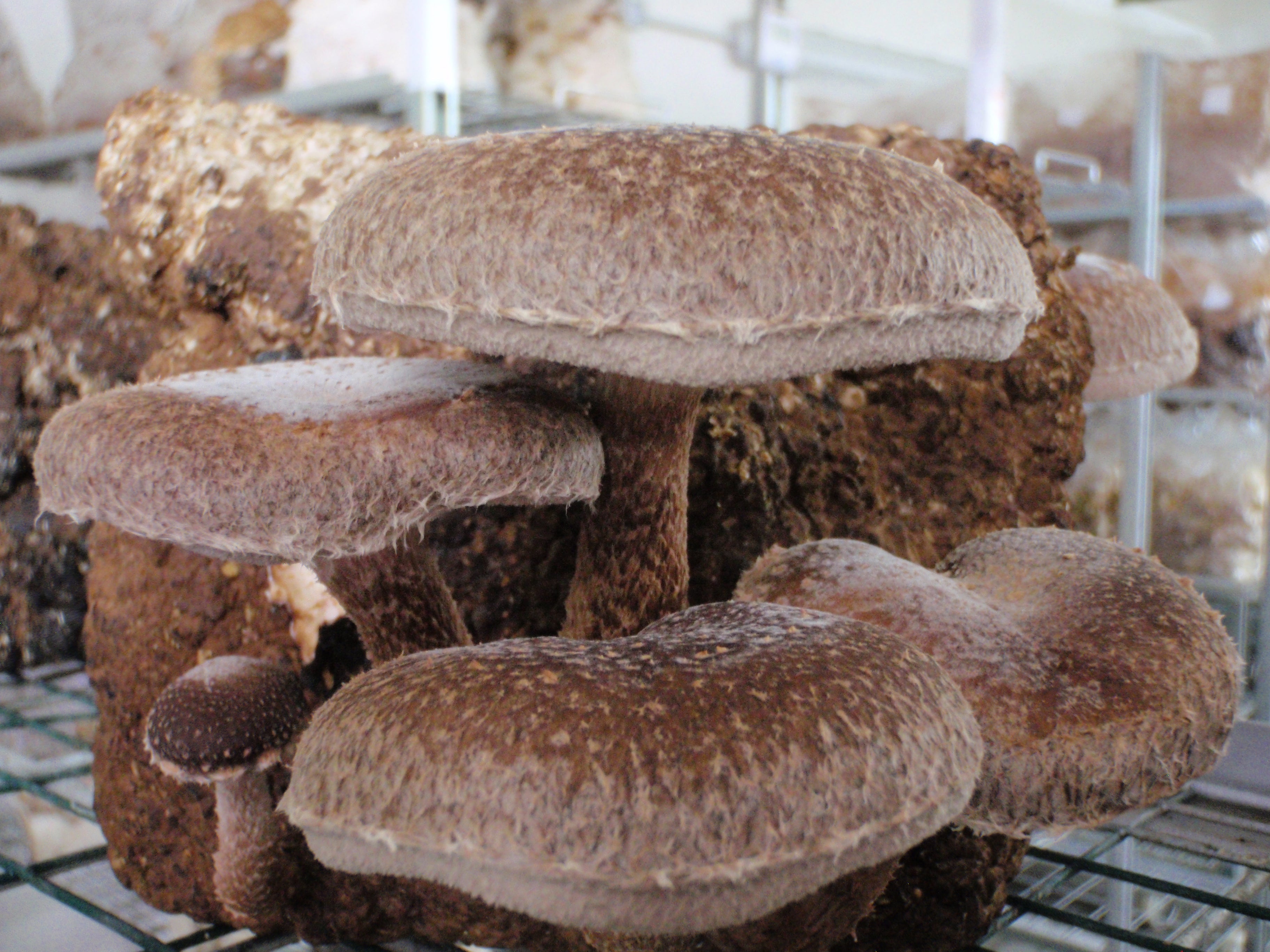 Shiitake (Lentinula edodes): Proprietà e Ricerche Scientifiche - Virtus Mushroom
