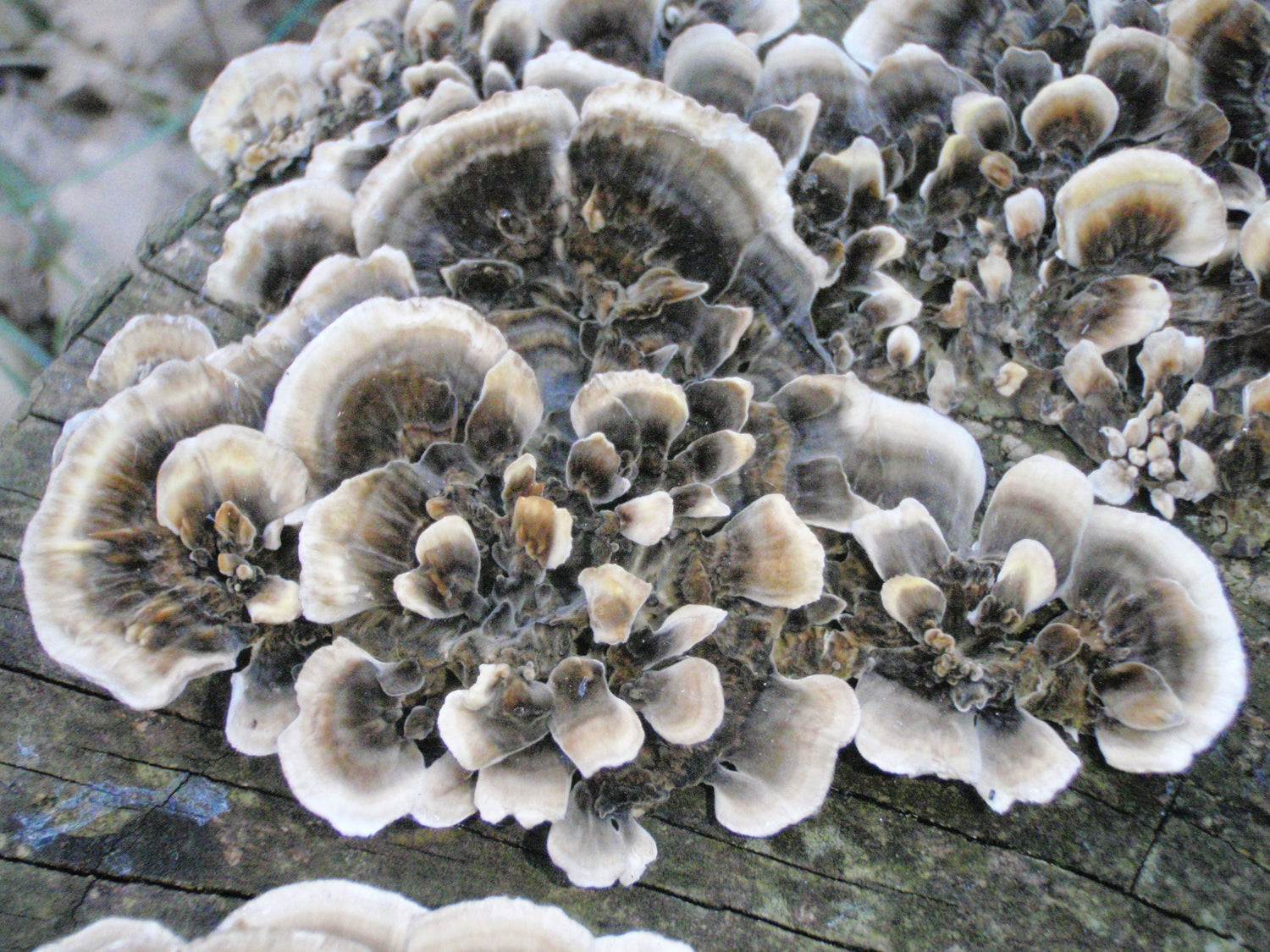 Trametes versicolor (Turkey Tail): Proprietà e Ricerche Scientifiche - Virtus Mushroom