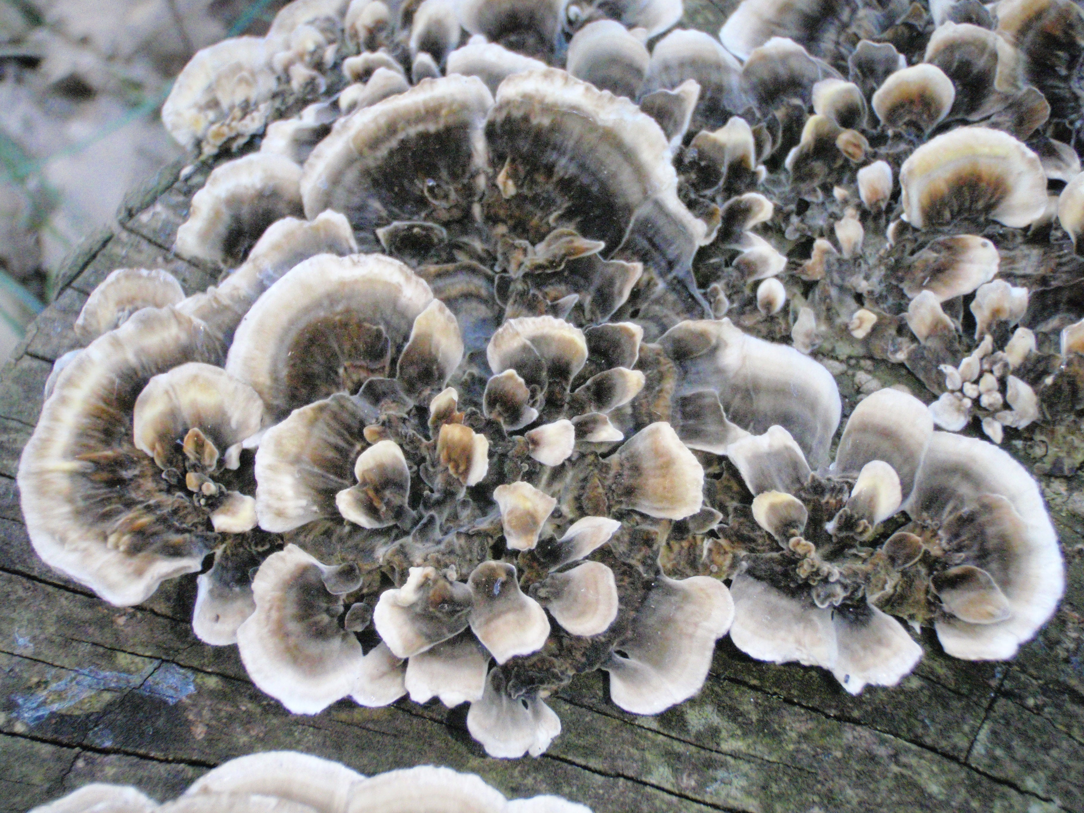 Trametes versicolor (Turkey Tail): Proprietà e Ricerche Scientifiche - Virtus Mushroom