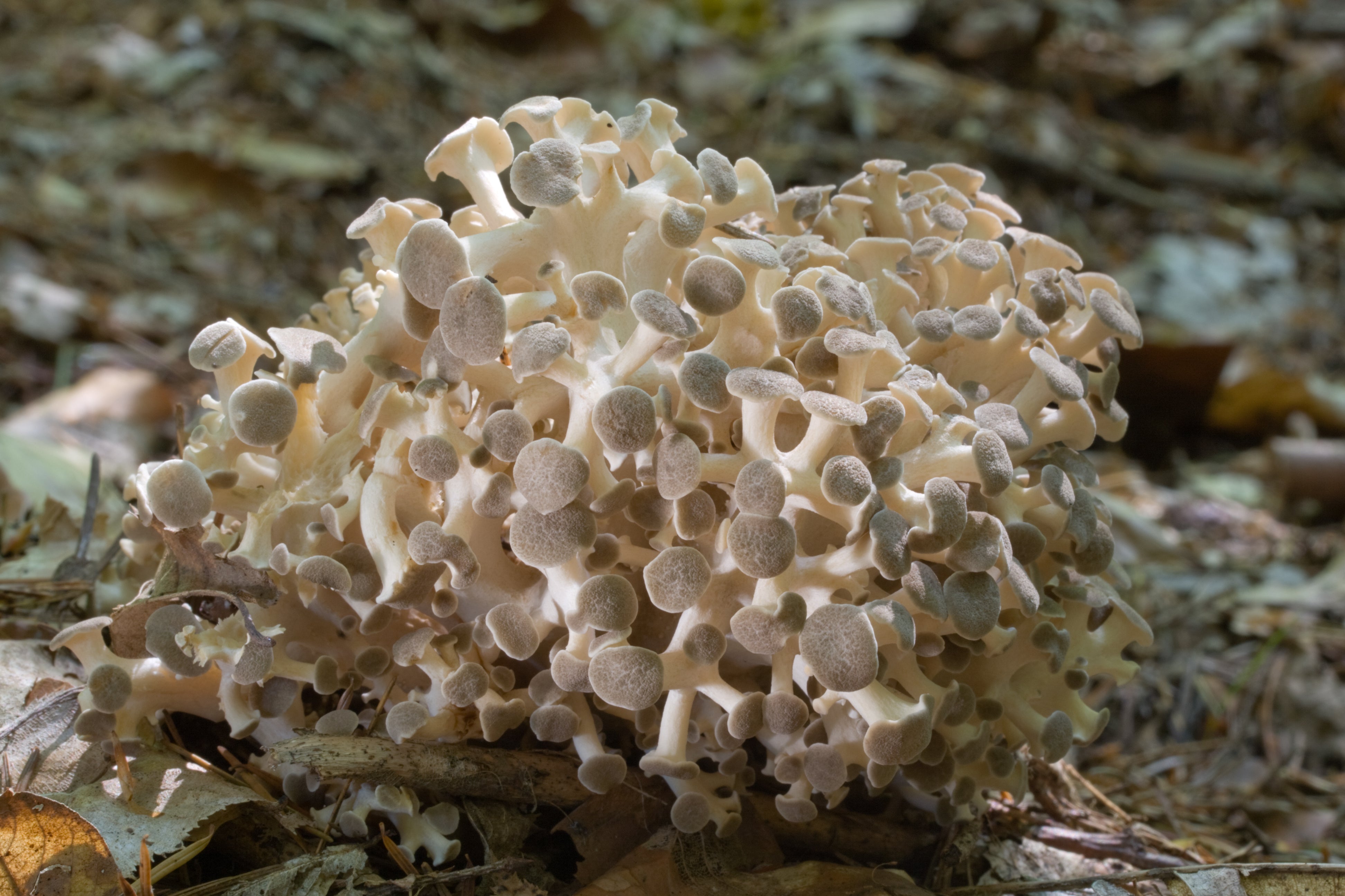 Polyporus umbellatus (Zhu Ling): Proprietà e Ricerche Scientifiche - Virtus Mushroom