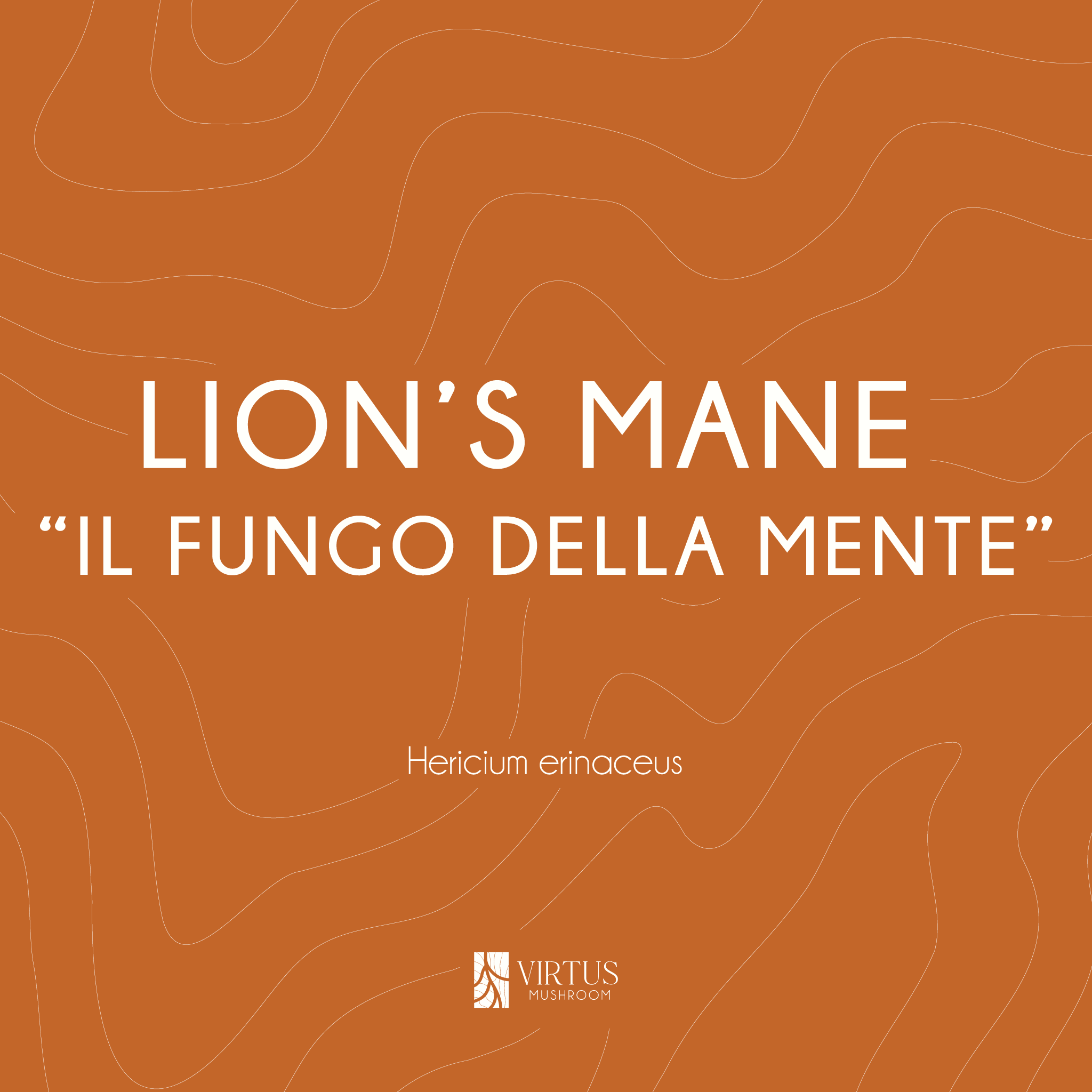 L'essenza e il soprannome del Lion's Mane (Hericium erinaceus) in formato illustrativo - Virtus Mushroom