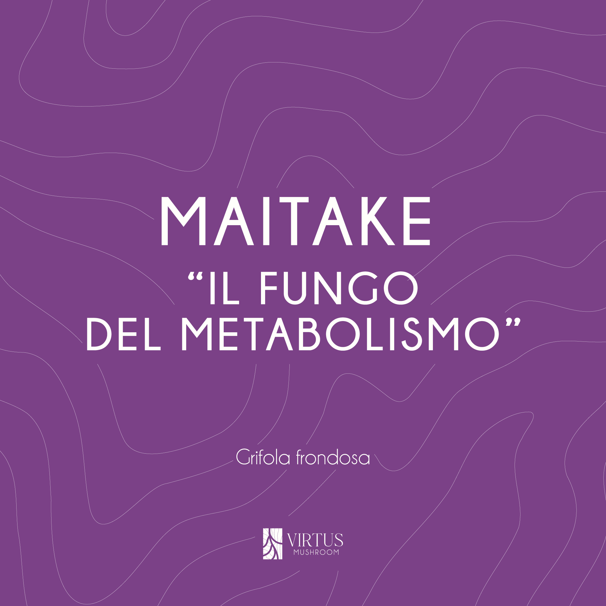L'essenza e il soprannome del Maitake (Grifola frondosa) in formato illustrativo - Virtus Mushroom
