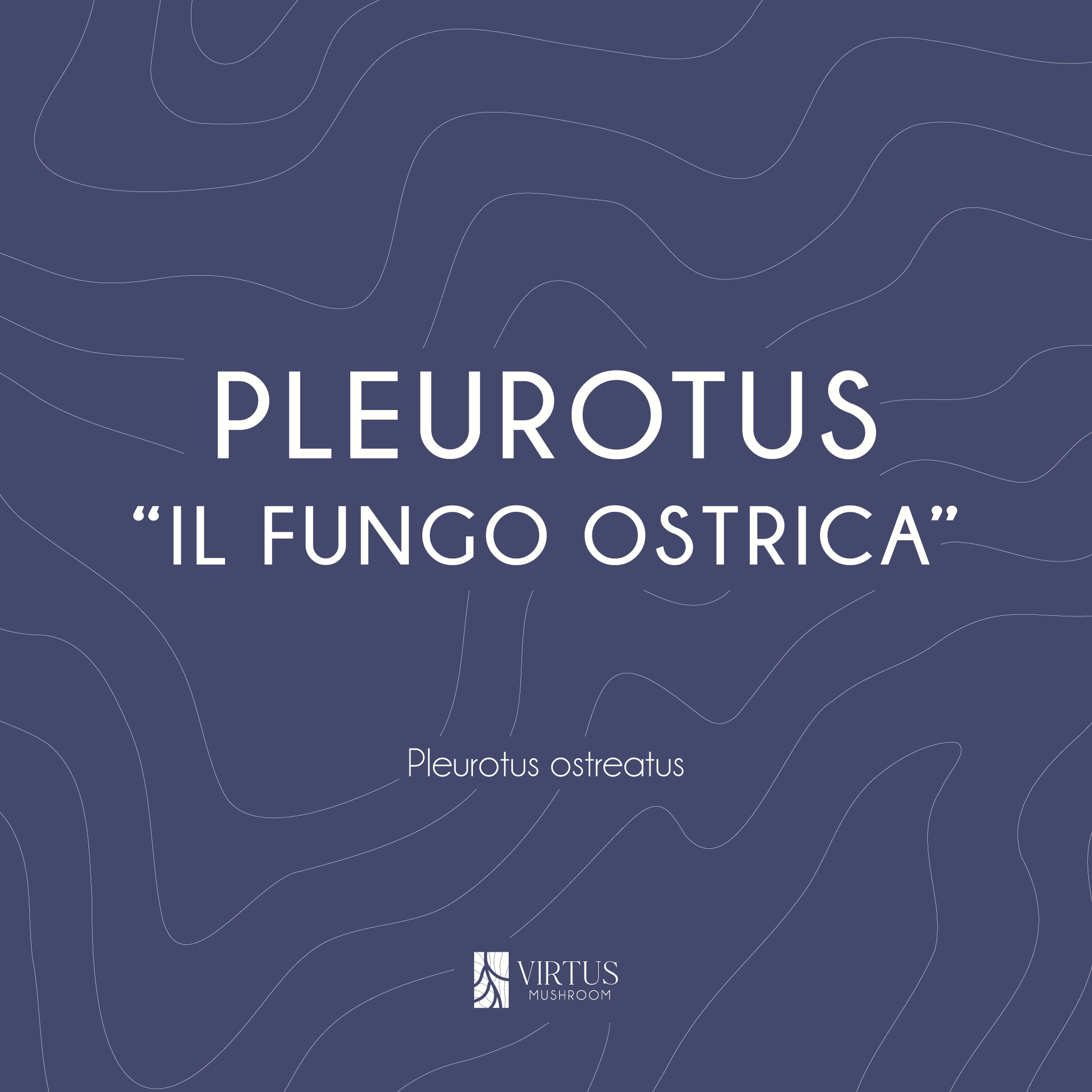 Grafica di presentazione per il Pleurotus ostreatus biologico italiano - Virtus Mushroom