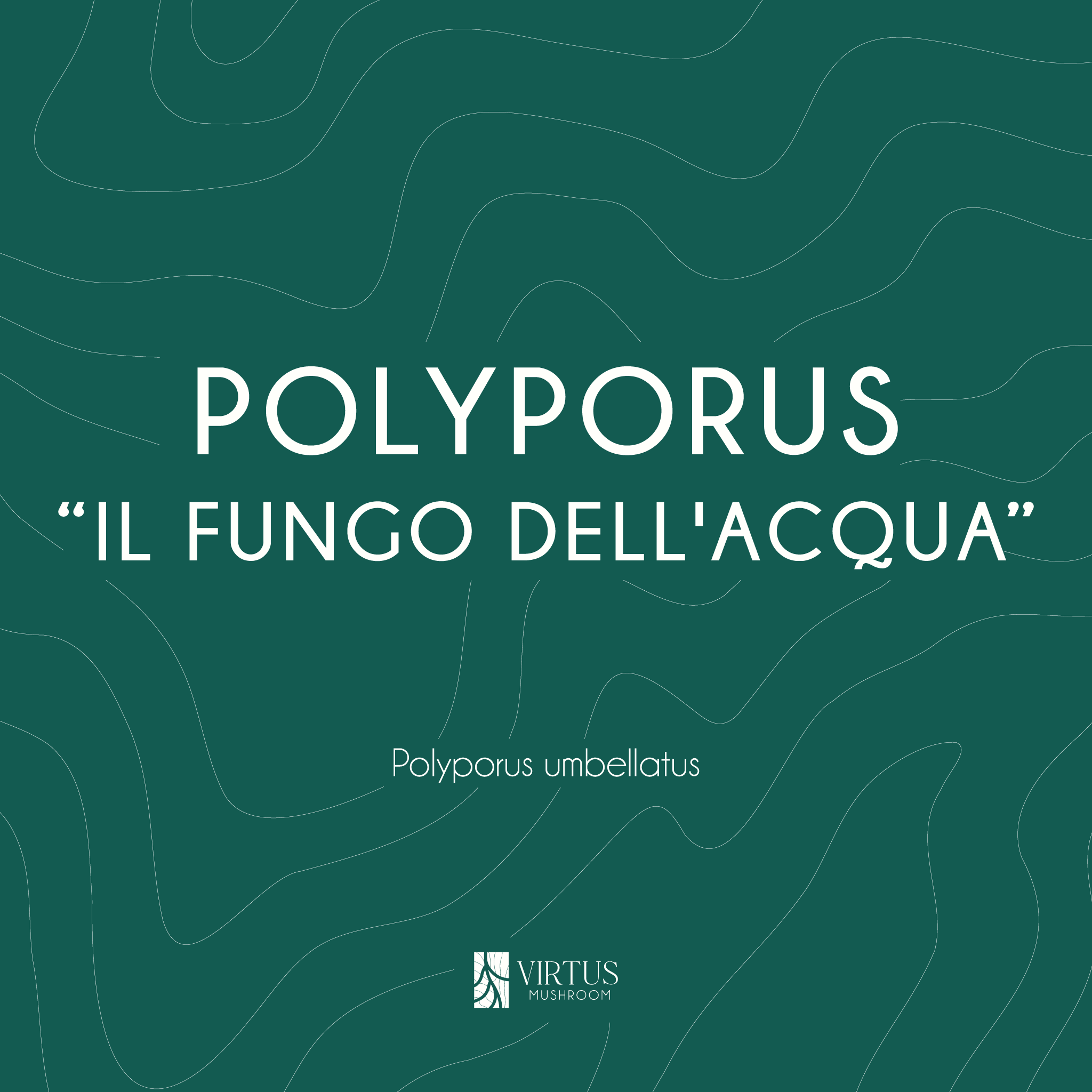 L'essenza e il soprannome del Polyporus (Polyporus umbellatus) in formato illustrativo - Virtus Mushroom