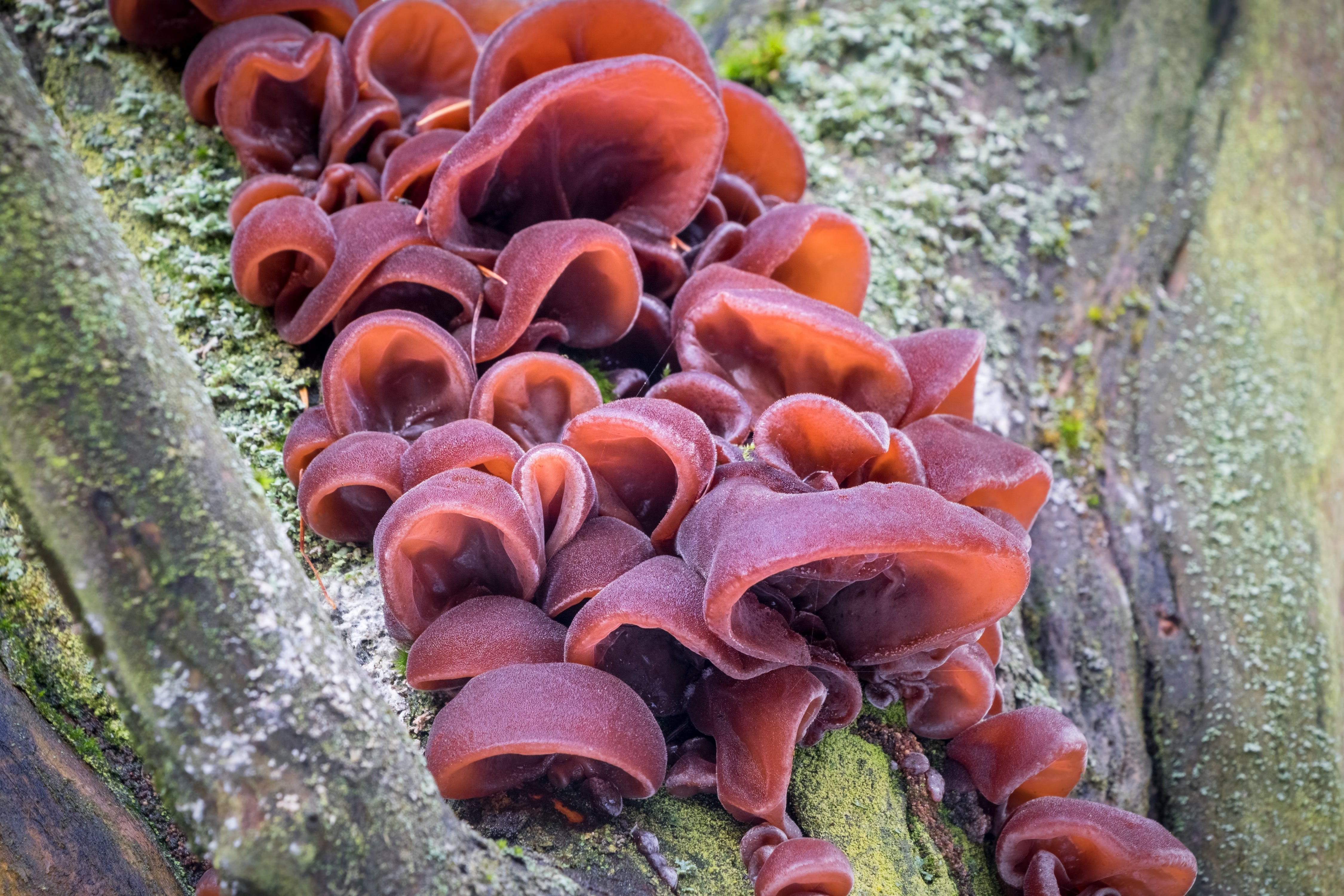Auricularia (Orecchio di Giuda): Proprietà e Ricerche Scientifiche - Virtus Mushroom