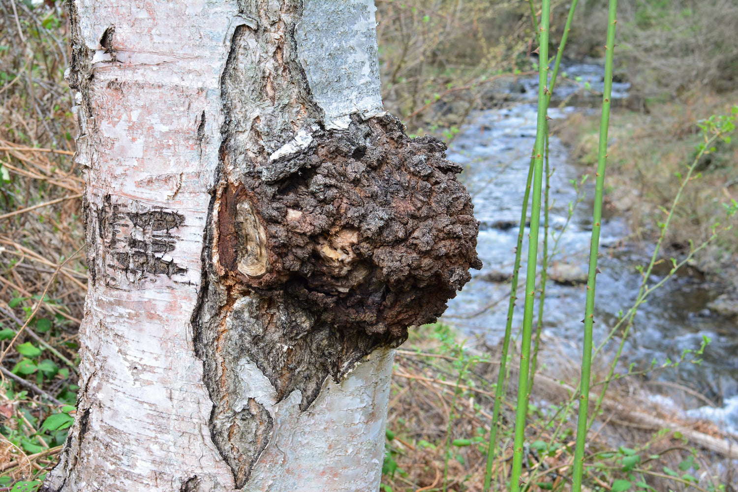 Chaga (Inonotus obliquus): Proprietà e Ricerche Scientifiche - Virtus Mushroom