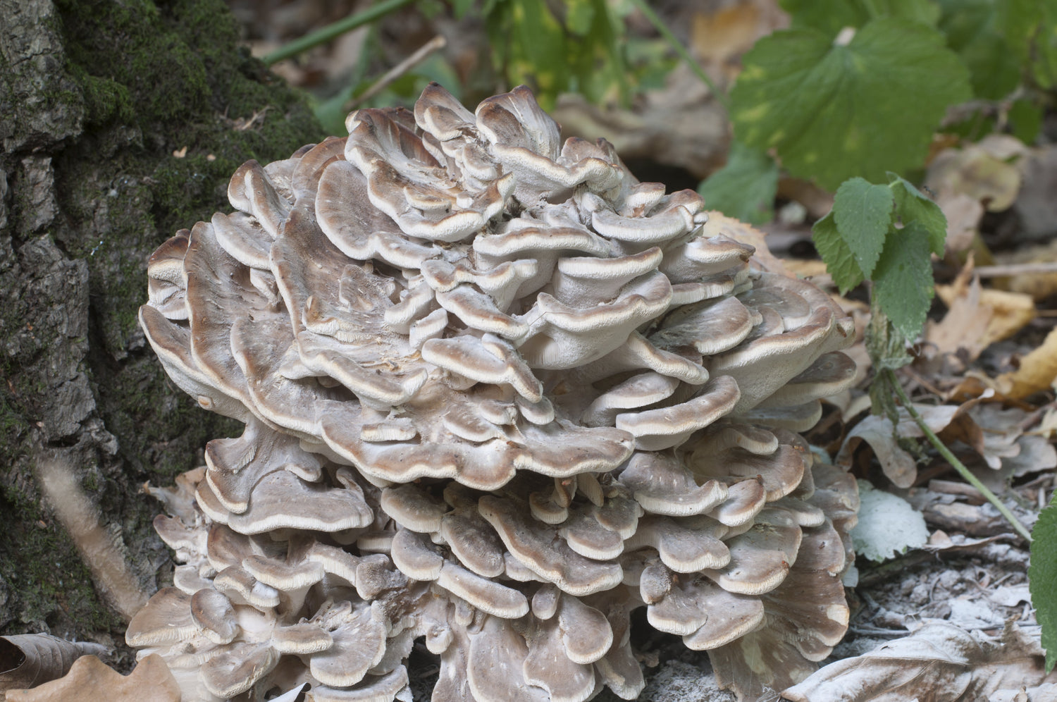 Maitake (Grifola frondosa): Proprietà e Ricerche Scientifiche - Virtus Mushroom