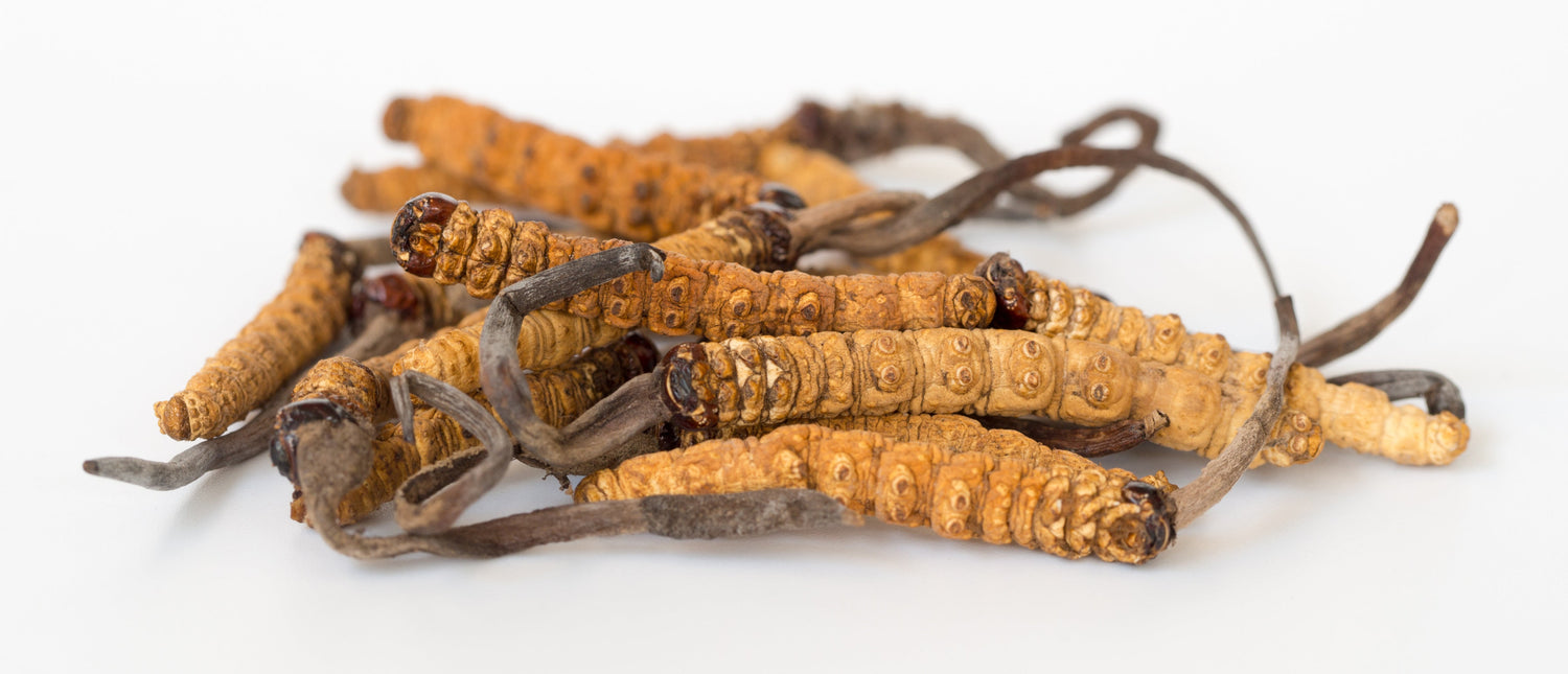 Cordyceps sinensis: Proprietà e Ricerche Scientifiche - Virtus Mushroom