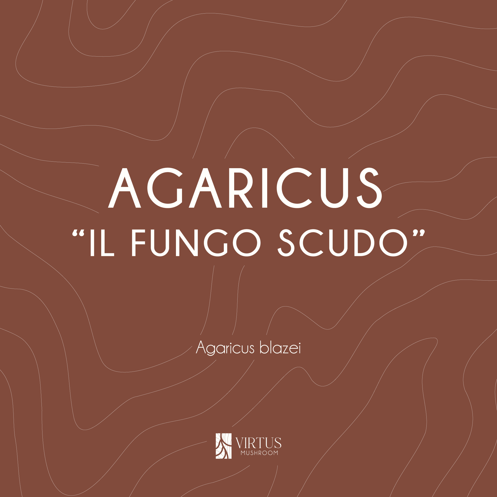 Scheda introduttiva del Agaricus blazei: soprannome e identità del fungo - Virtus Mushroom