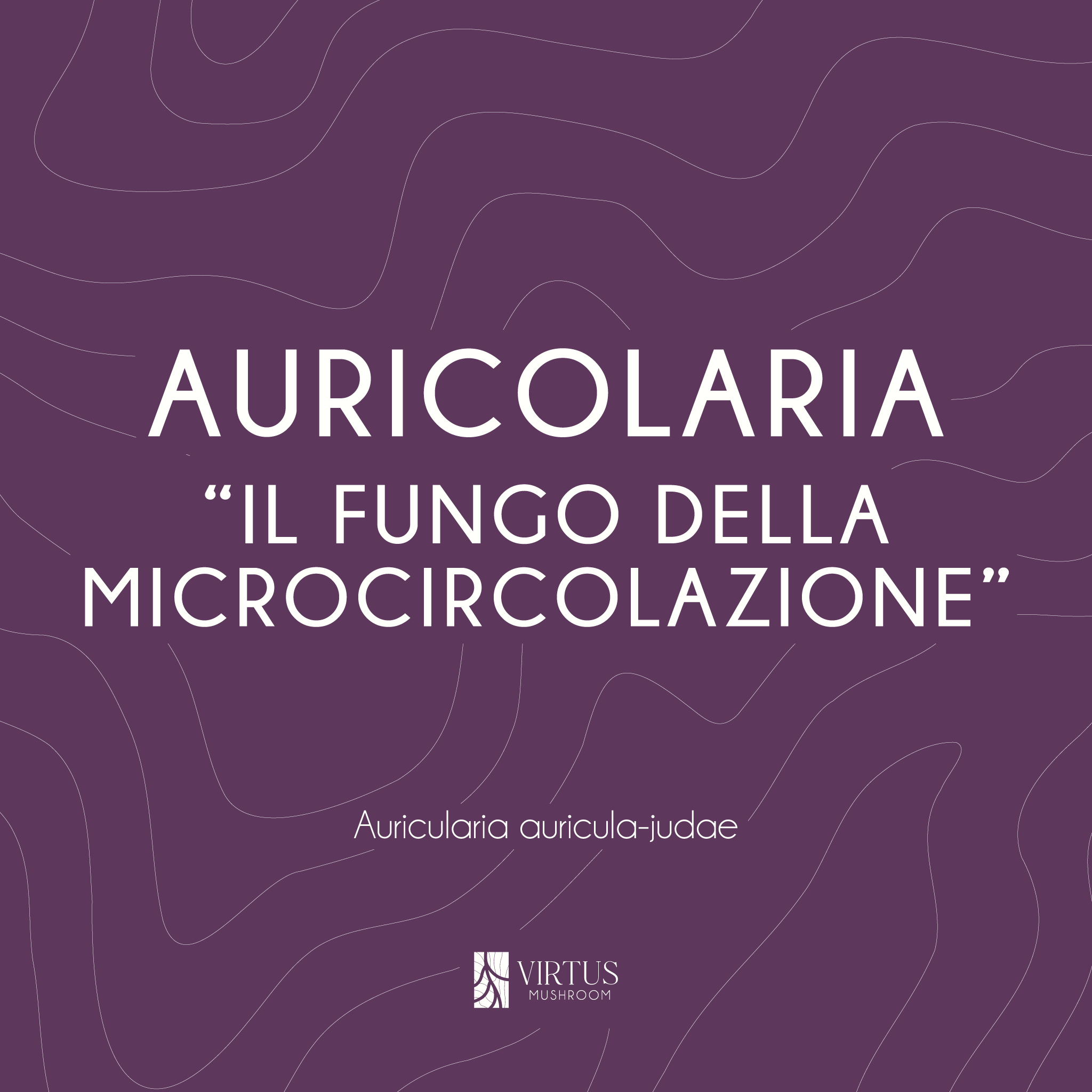 L'essenza e il soprannome del Auricularia a. judae in formato illustrativo - Virtus Mushroom