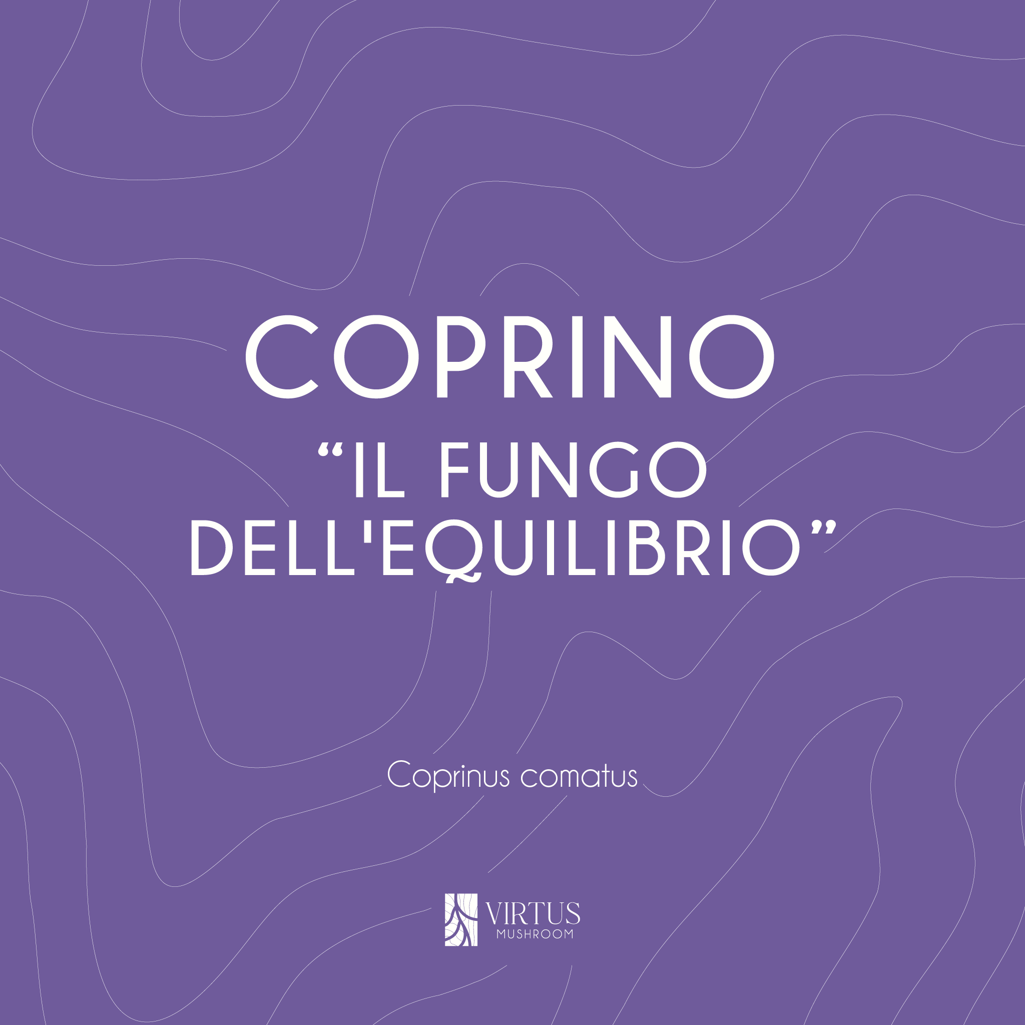 L'essenza e il soprannome del Coprino (Coprinus comatus) in formato illustrativo - Virtus Mushroom