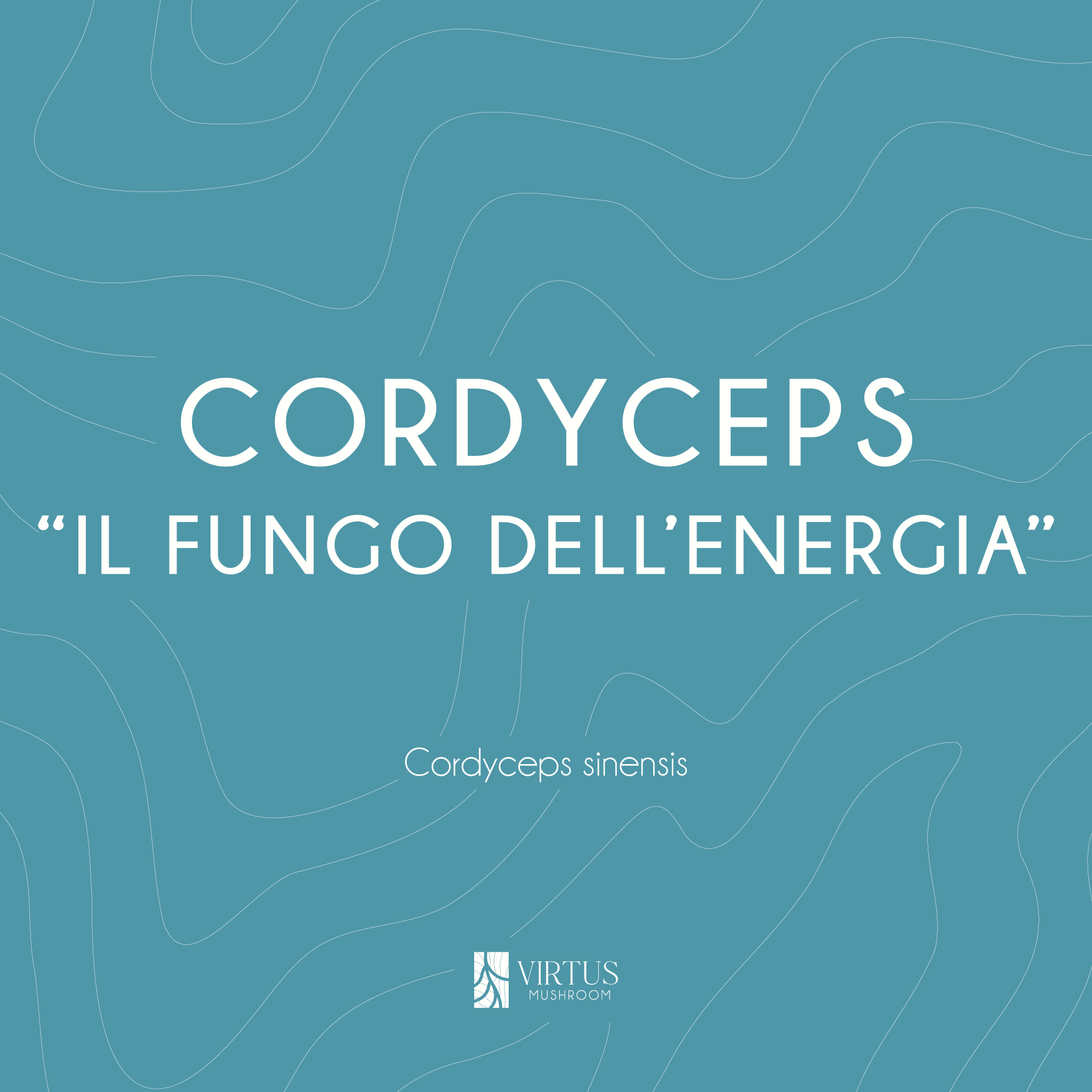 Scheda introduttiva del Cordyceps sinensis: soprannome e identità del fungo - Virtus Mushroom