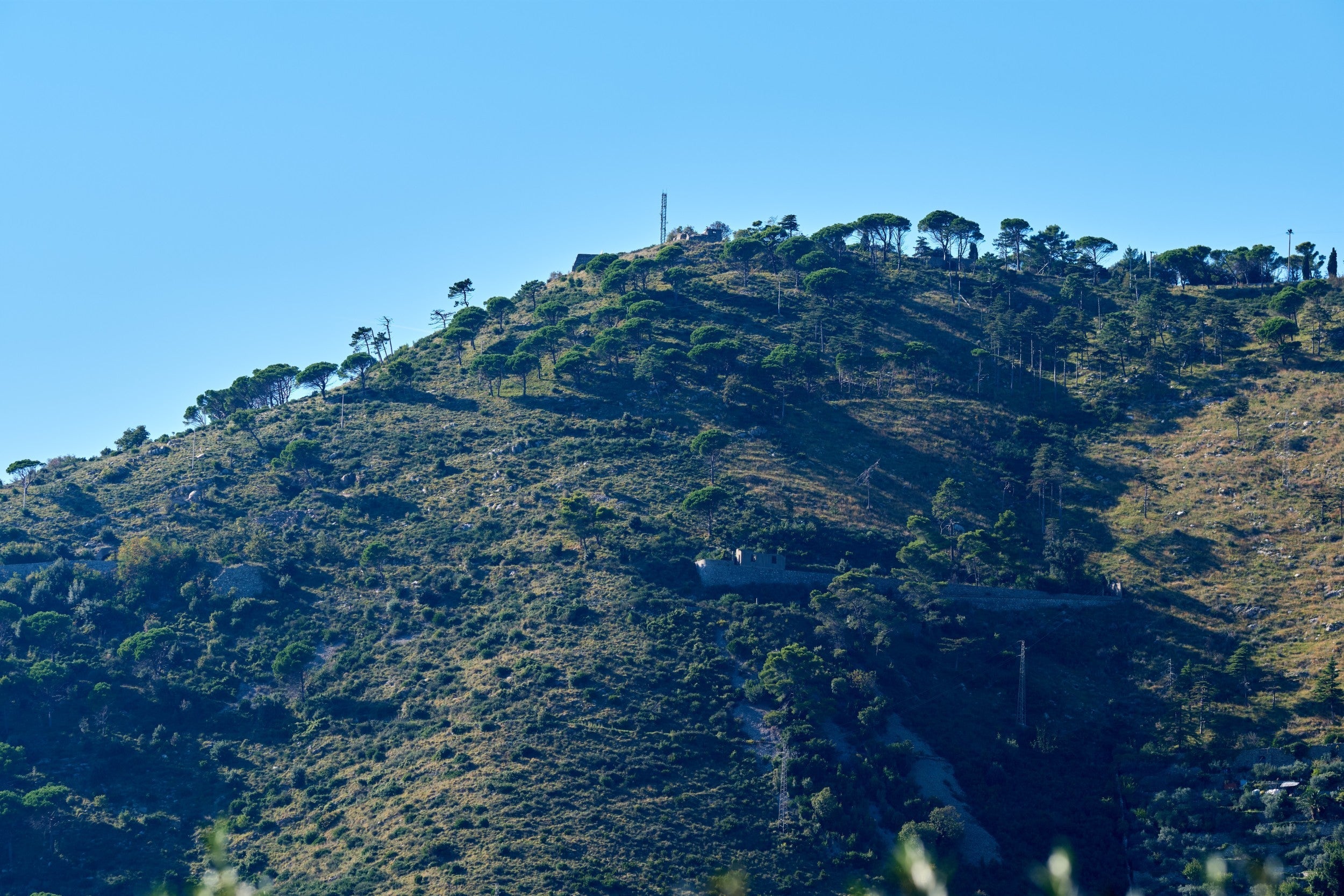 Paesaggio collinare ligure con vegetazione mediterranea e pini marittimi sotto un cielo azzurro