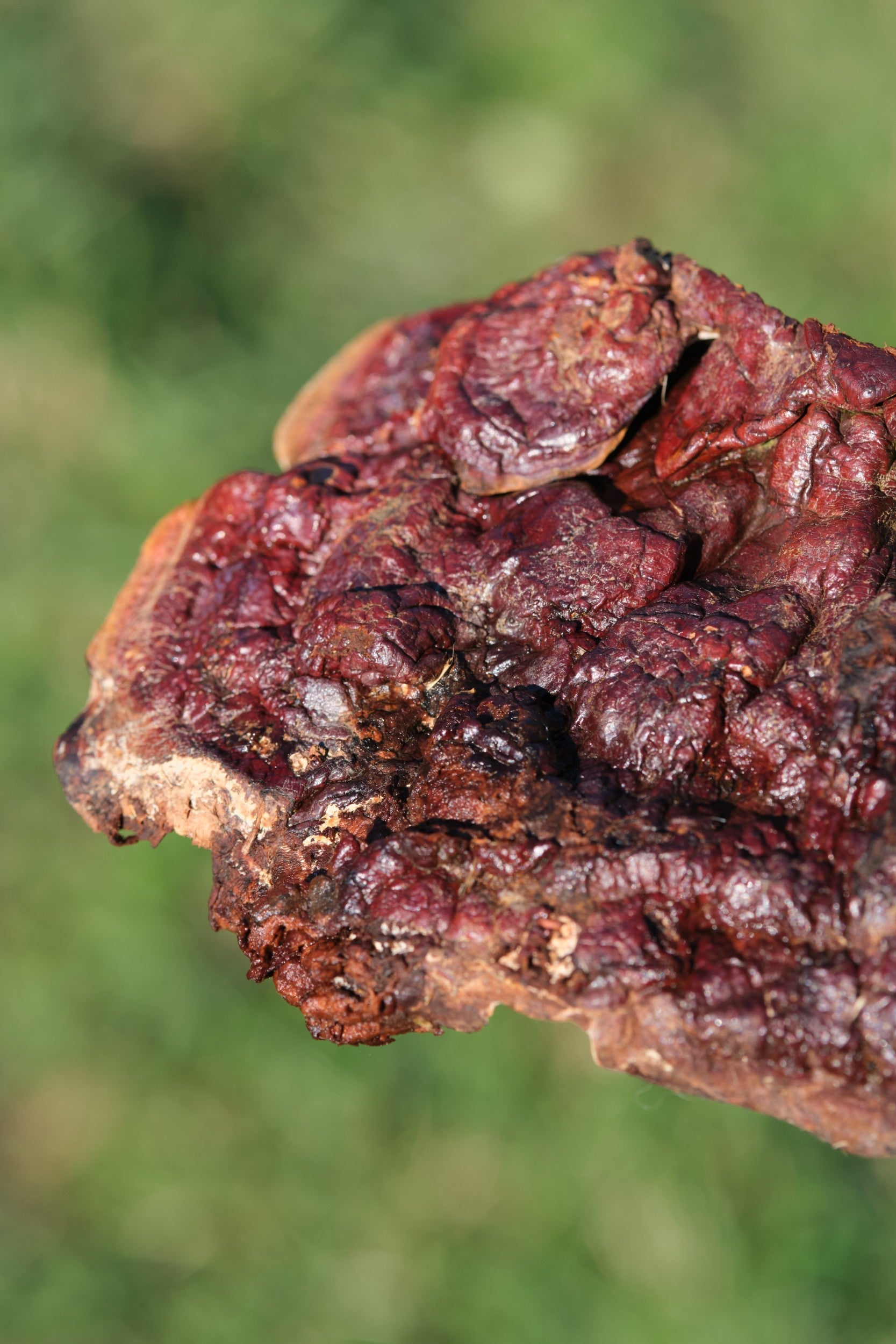 Fungo Reishi crudo con superficie lucida bruno-rossastra in primo piano