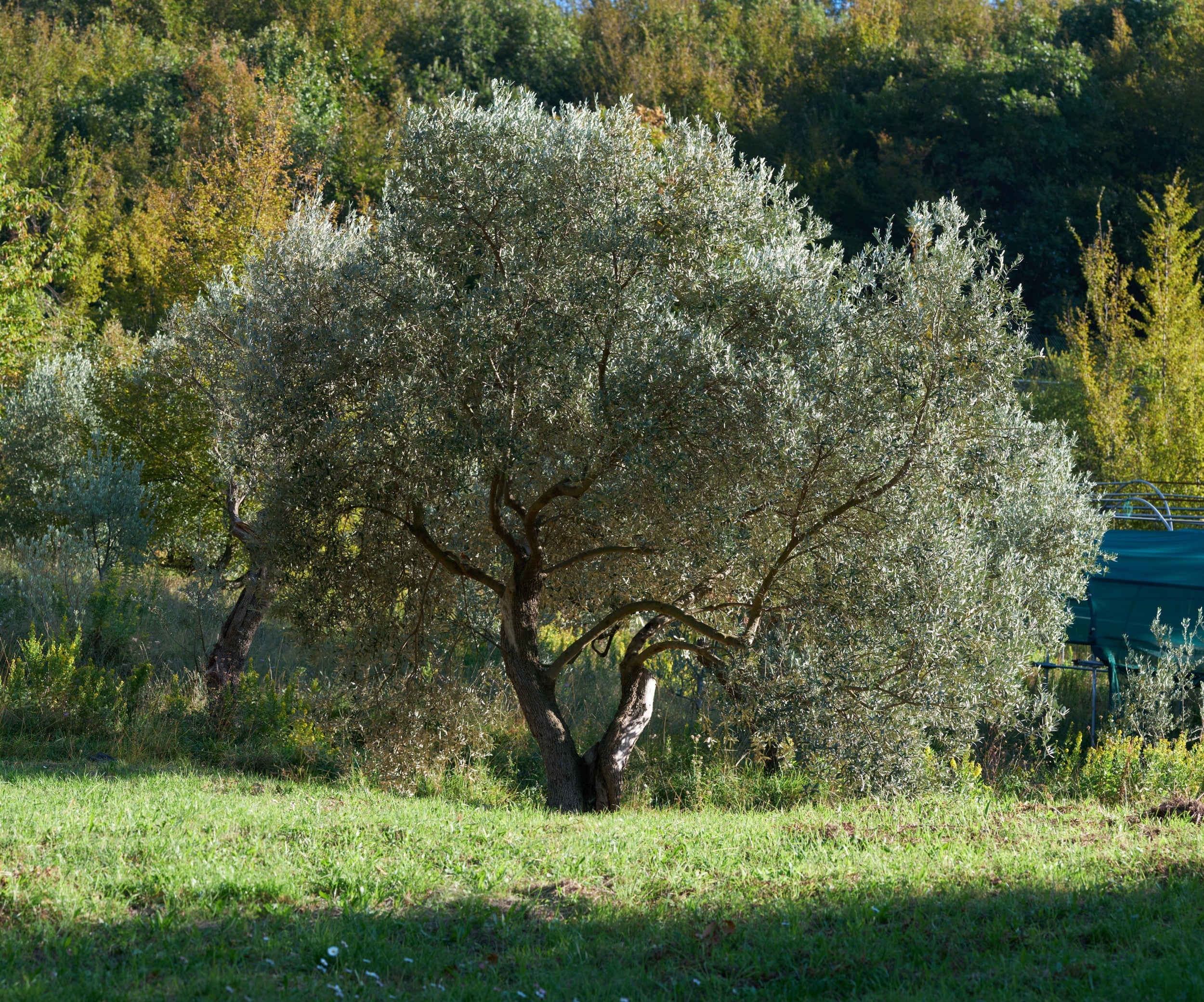 Ulivo secolare nel paesaggio collinare italiano con vegetazione rigogliosa