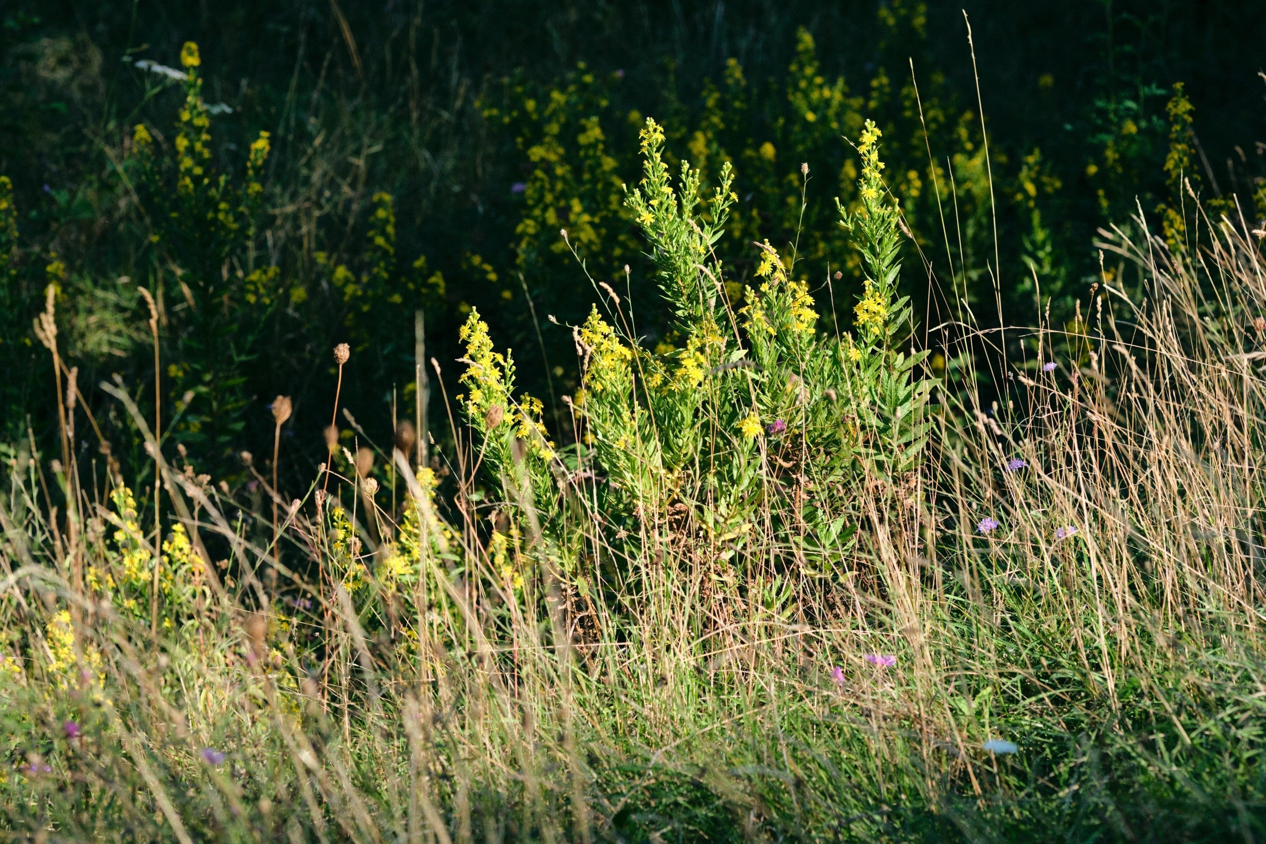 Prato naturale con fiori selvatici gialli ed erba secca nel paesaggio ligure