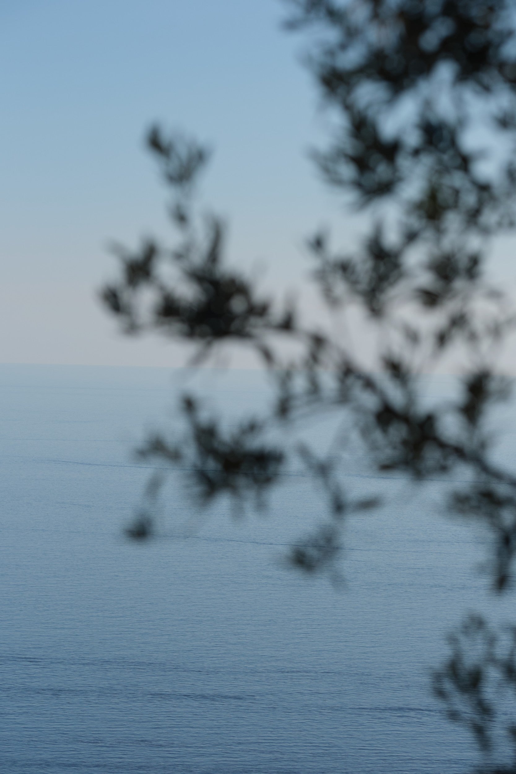 Vista del mare ligure incorniciata da rami di ulivo in primo piano