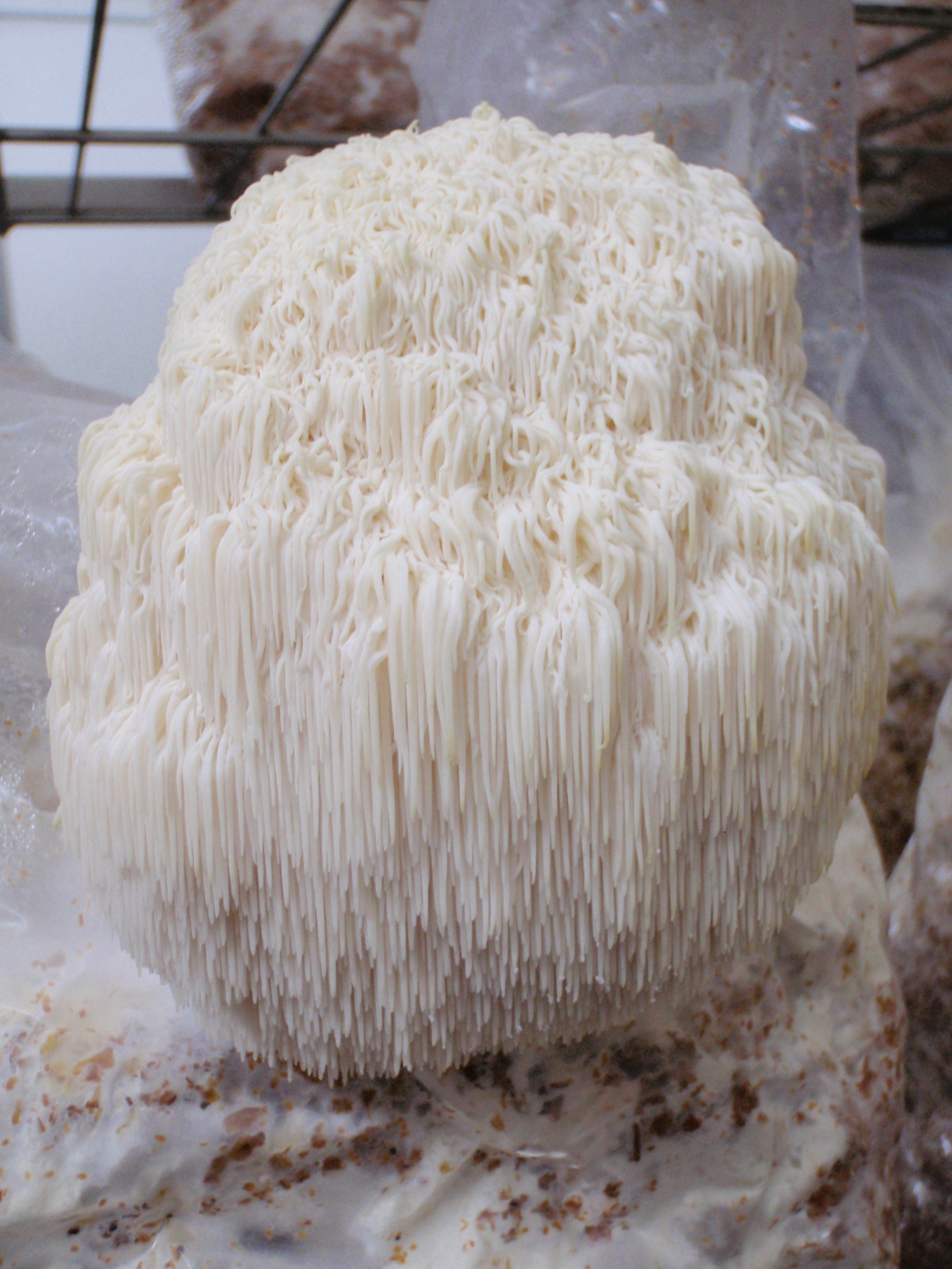 Fungo fresco Hericium erinaceus bianco con lunghi aculei filamentosi su substrato di coltivazione