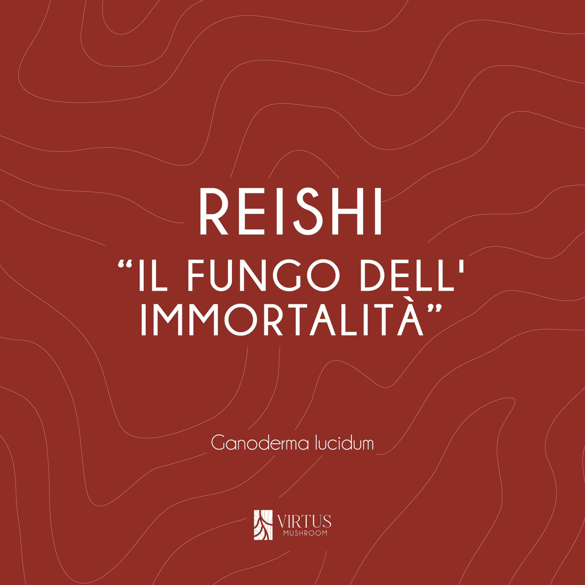L'essenza e il soprannome del Reishi (Ganoderma lucidum) in formato illustrativo - Virtus Mushroom