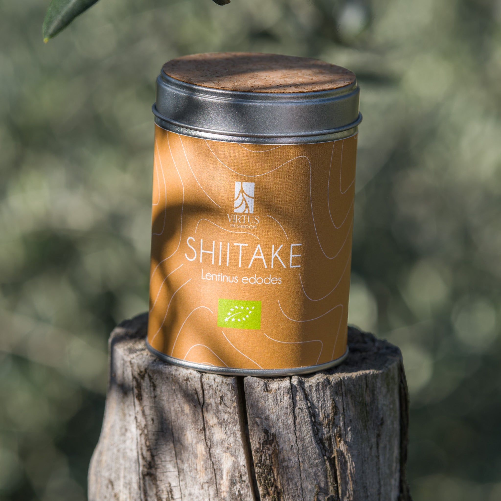 Shiitake (Lentinus edodes) biologico: barattolo con sughero poggiato su un ceppo nel bosco - Virtus Mushroom