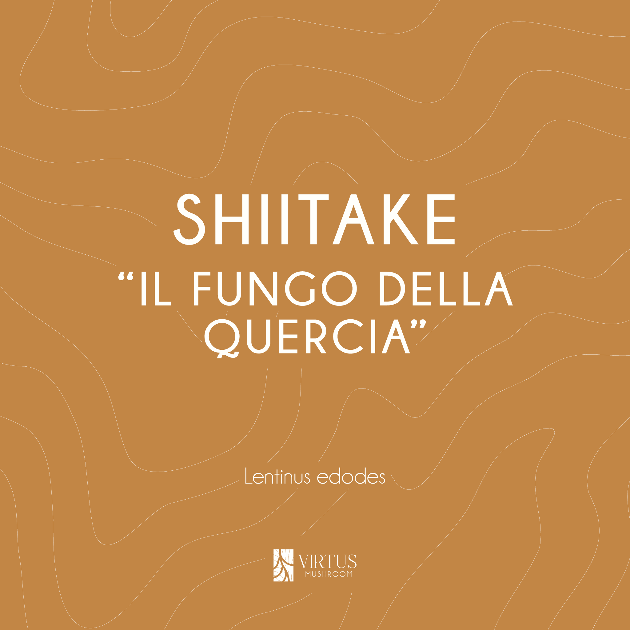 L'essenza e il soprannome del Shiitake (Lentinus edodes) in formato illustrativo - Virtus Mushroom