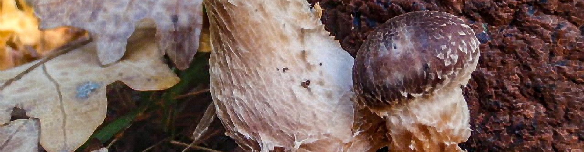Lentinus edodes (Shiitake)